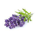 Essential Oils of NZ Smell Essential Oils (10ml, 50ml &100ml)