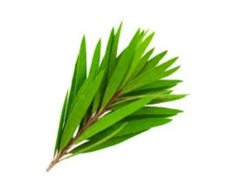 Essential Oils of NZ Smell Essential Oils (10ml, 50ml &100ml)