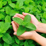 Essential Oils of NZ Smell Essential Oils (10ml, 50ml &100ml)