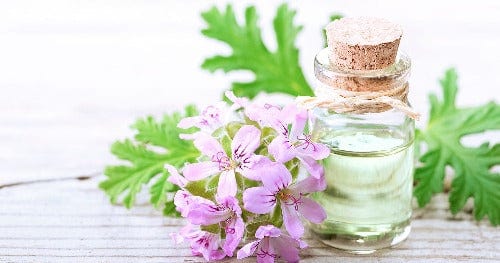 Essential Oils of NZ Smell Essential Oils (10ml, 50ml &100ml)