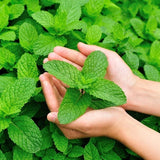 Essential Oils of NZ Smell Essential Oils (10ml, 50ml &100ml)