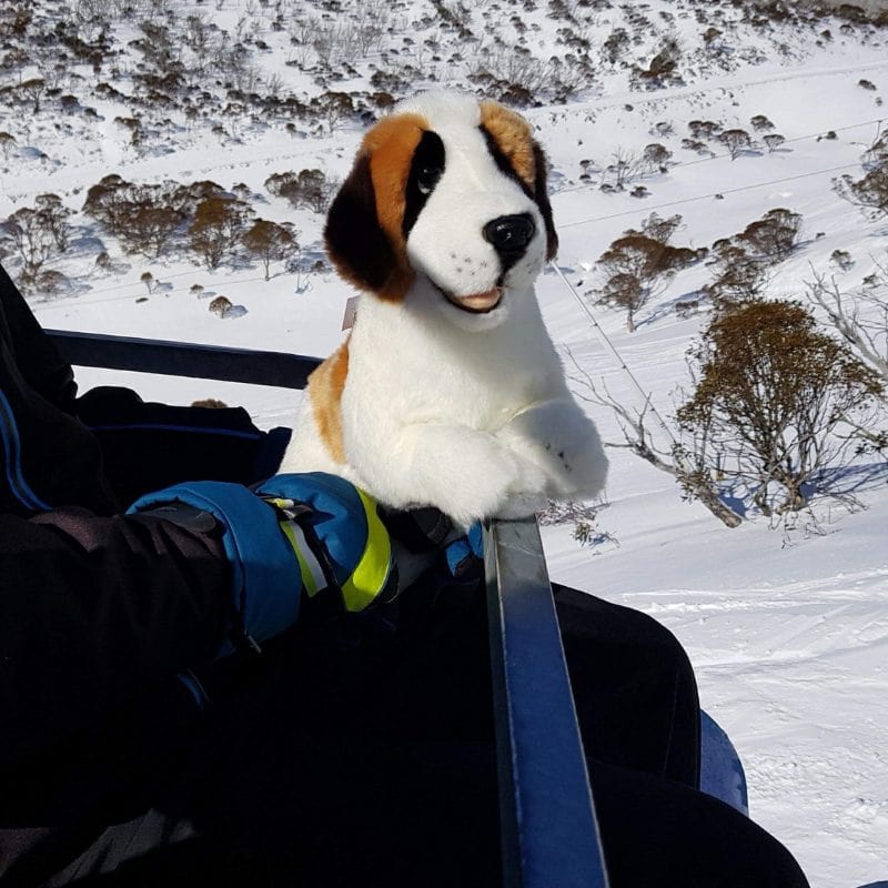 vendor-unknown Weighted/ Pressure Weighted Dog (St Bernard Pup 1.8kgs)